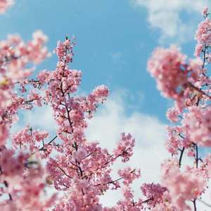 DERRIXON动画下载
